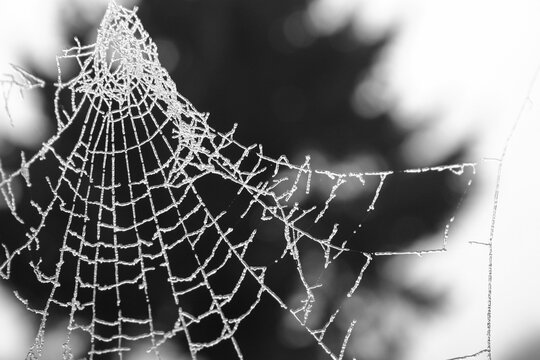 morgenlicher Tau gefroren an einem fragilen Spinnennetz 
