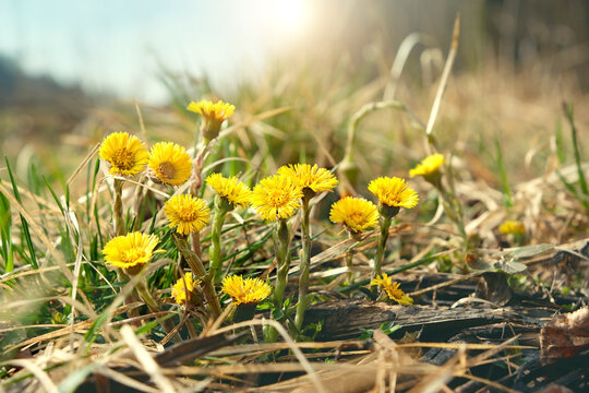 Coltsfoot flowers (Tussilago farfara) macro on meadow. early spring season. beautiful first spring seasonal yellow coltsfoot flowers, natural background