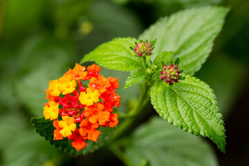 red and yellow flowers © BUDZiK