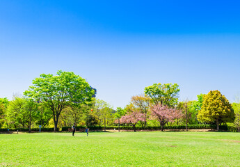 新緑の公園広場