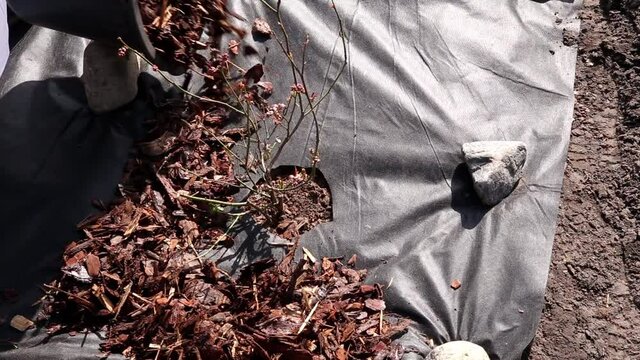 Person pouring pine park mulch on black color textile weed control mulch around blueberry bushes (Vaccinium corymbosum) growing in spring. Prevents weeds from growing.