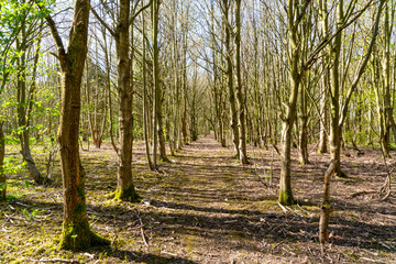 Bluebell Woods near Kirby in the UK on a sunny spring day