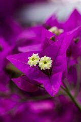 purple flower on a green background