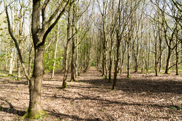 Bluebell Woods near Kirby in the UK on a sunny spring day