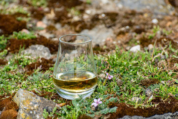 Tasting of single malt or blended Scotch whisky and rocks and flowers on background, private whisky tours in Scotland, UK