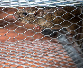 The rat in mouse trap, rat cage on natural background.