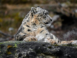 Snow leopard on the stone. Latin name - Uncia uncia