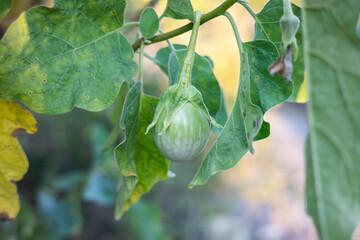Thai eggplant on the tree in the garden.