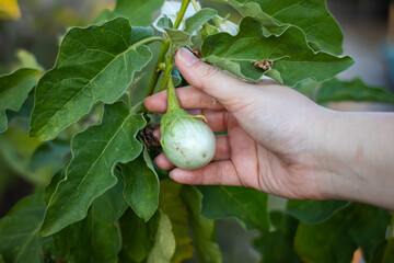 Touch green brinjal by hand.