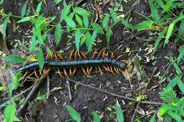 Centipedes or scientific name Myriapoda is a group of venomous animals with flat bodies, segmented like worms, many legs, jointed, dangerous body parts.