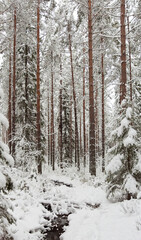 winter forest in the snow with stream