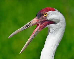 Whooping Crane portrait 