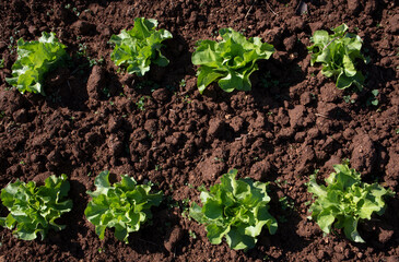 Fresh green heads of lettuce growing on brown soil, photographed from above