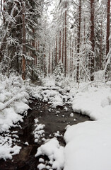 winter forest in the snow with stream