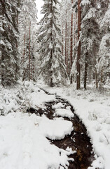 winter in the forest with stream