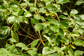 Shiny evergreen leaves of False Camphor tree (Cinnamomum glanduliferum) or Nepal camphor tree in Arboretum Park 