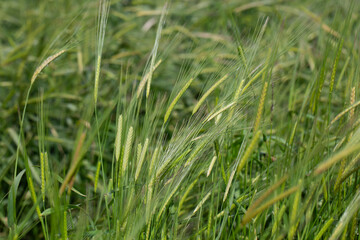 Green Rye in day time - soft background. Landscape young wheat seedlings growing in a field. Green wheat growing in soil. Close up on sprouting rye agriculture on a field in sunset. Sprouts of rye