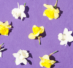 Uplifting summer or spring flat lay with yellow and white flowers against purple sand. Sunlit creative background.