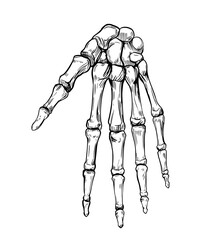Human hand skeleton. Vector outline illustration