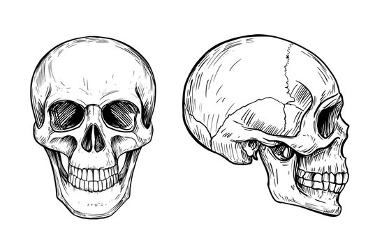 Human skull. Anatomical illustration. Vector outline