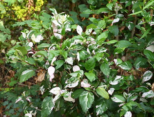 Beautiful leaf surface is green with white spots.of snowflake hibiscus tree Scientific name: HIBISCUS rosa-sinensis 