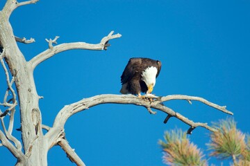 bald eagle snacks on a fish