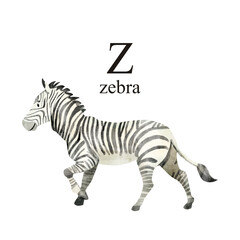 Fototapeta na wymiar Watercolor illustration of cute zebra on white background. Cute animal alphabet series A-Z