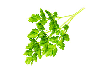 green parsley leaves on a white isolated background