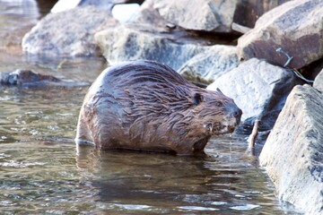 beaver on a rocky shoreline