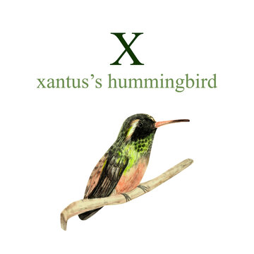Watercolor illustration of cute Xantus's Hummingbird on white background. Cute animal alphabet series A-Z