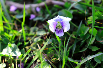 purple crocus flowers