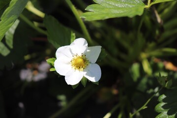 white and yellow flowers