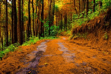 Beautiful and dramatic tropical forest area for memorable and romantic natural scenery photos.