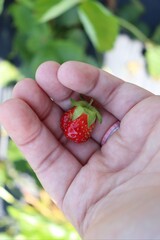 strawberry in hands