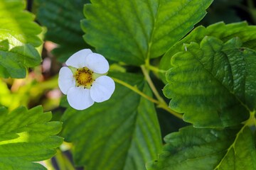 Strawberry flower bud