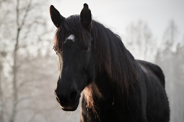 Portrait of beautiful old black horse with white star and long mane in rays of winter evening sunset. Forest in the background