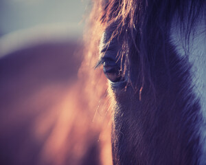 Closeup of chestnut horse with white stripe in the rays of evening sun