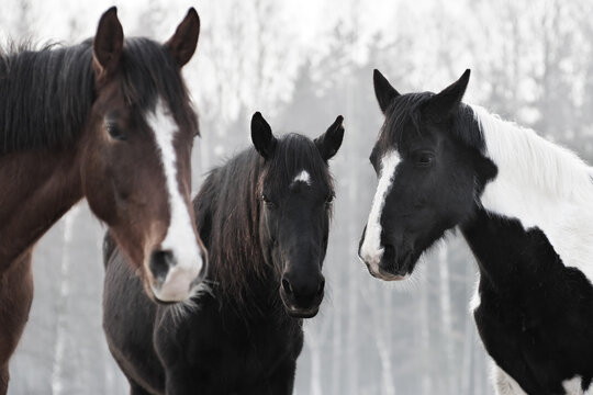 Portrait of  three horses in different colors (pinto, black with white star and brown with white blaze) standing together. Forest in the background