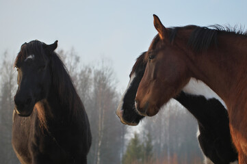 Obraz premium Portrait of three horses in different colors (pinto, black with white star and brown with white blaze) standing together and quarreling. Forest in the background