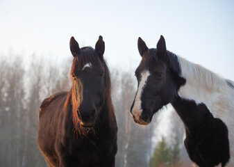 Obraz na płótnie Canvas Portrait of two horses in different colors (black with white star and pinto ) in rays of winter evening sunset. Forest in the background
