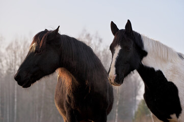 Portrait of  two horses in different colors (black with white star and pinto ) in rays of winter evening sunset. Forest in the background