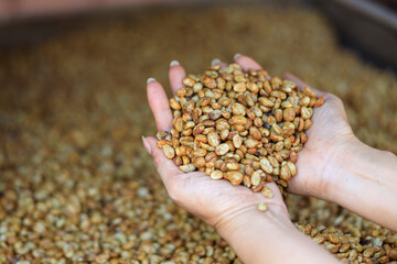 Close up farmer hand holding raw coffee bean for dry out .