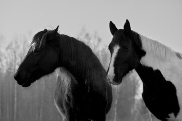 Monochrome portrait of  two horses in different colors (black with white star and pinto ) quarreling. Forest in the background
