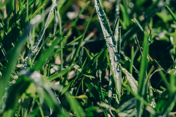 Raindrops on Green Grass . Close up , toned