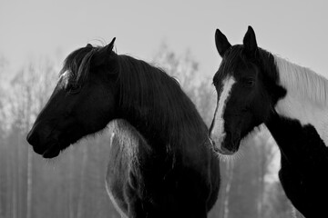 Monochrome portrait of  two horses in different colors (black with white star and pinto ) quarreling. Forest in the background
