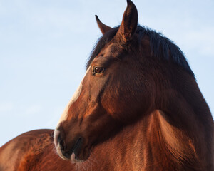 Closeup of beautiful chestnut horse with white blaze against background of clear blue sky