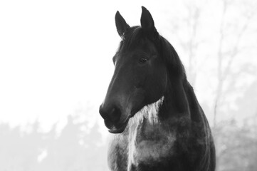 Fototapeta na wymiar Soft focus monochrome portrait on beautiful horse in cold weather in winter. Breath is seen as steam in the air.