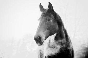 Obraz na płótnie Canvas Monochrome portrait on beautiful horse in cold weather in winter. Breath is seen as steam in the air.