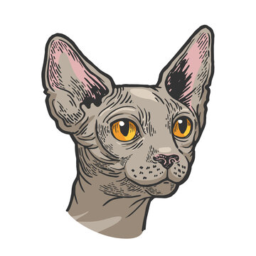 recommend clip art: Sphynx cat animal head sketch engraving raster