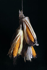 Drying corn cobs are hanging on a string against a black background